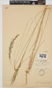 Eragrostis planiculmis image