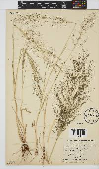 Eragrostis planiculmis image