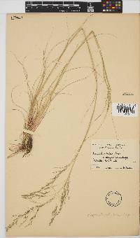 Eragrostis planiculmis image