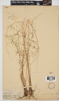 Eragrostis planiculmis image