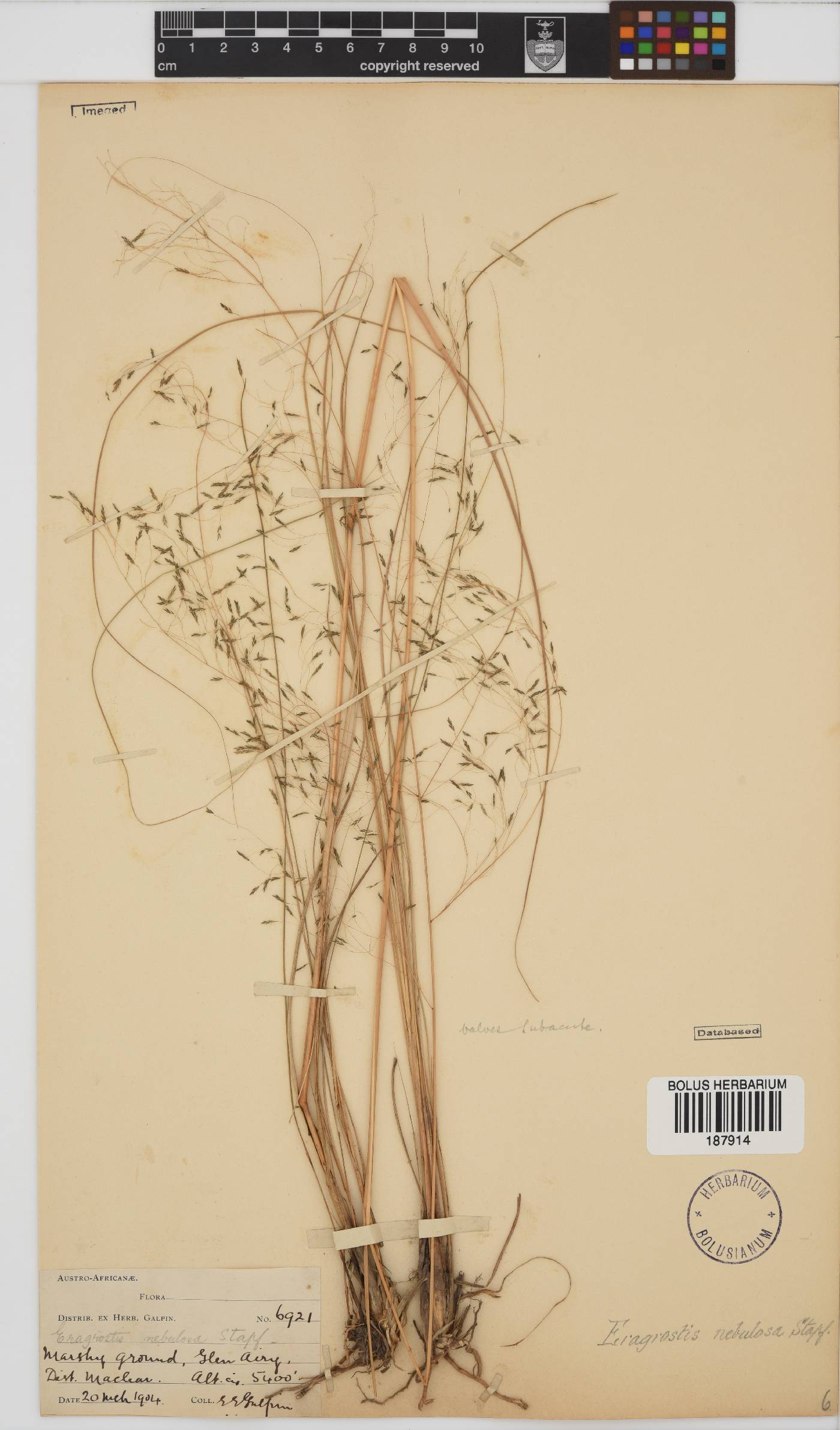 Eragrostis planiculmis image