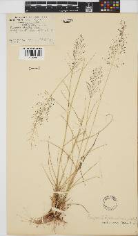 Eragrostis trichophora image