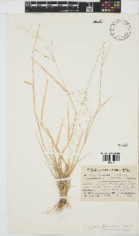 Eragrostis trichophora image