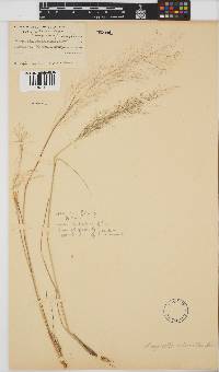Eragrostis micrantha image