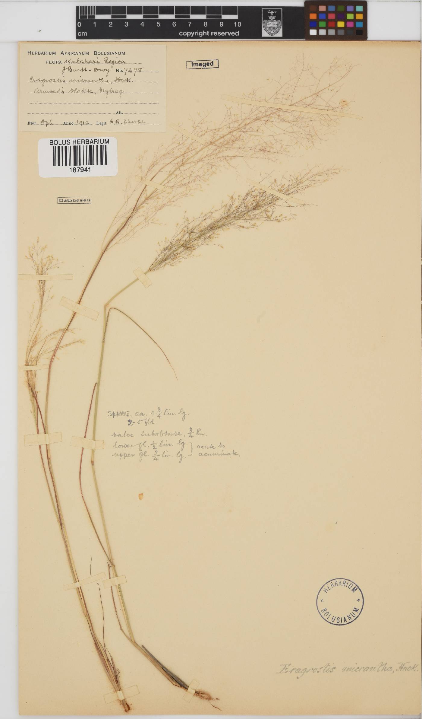 Eragrostis micrantha image