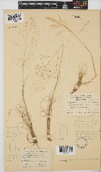 Eragrostis micrantha image