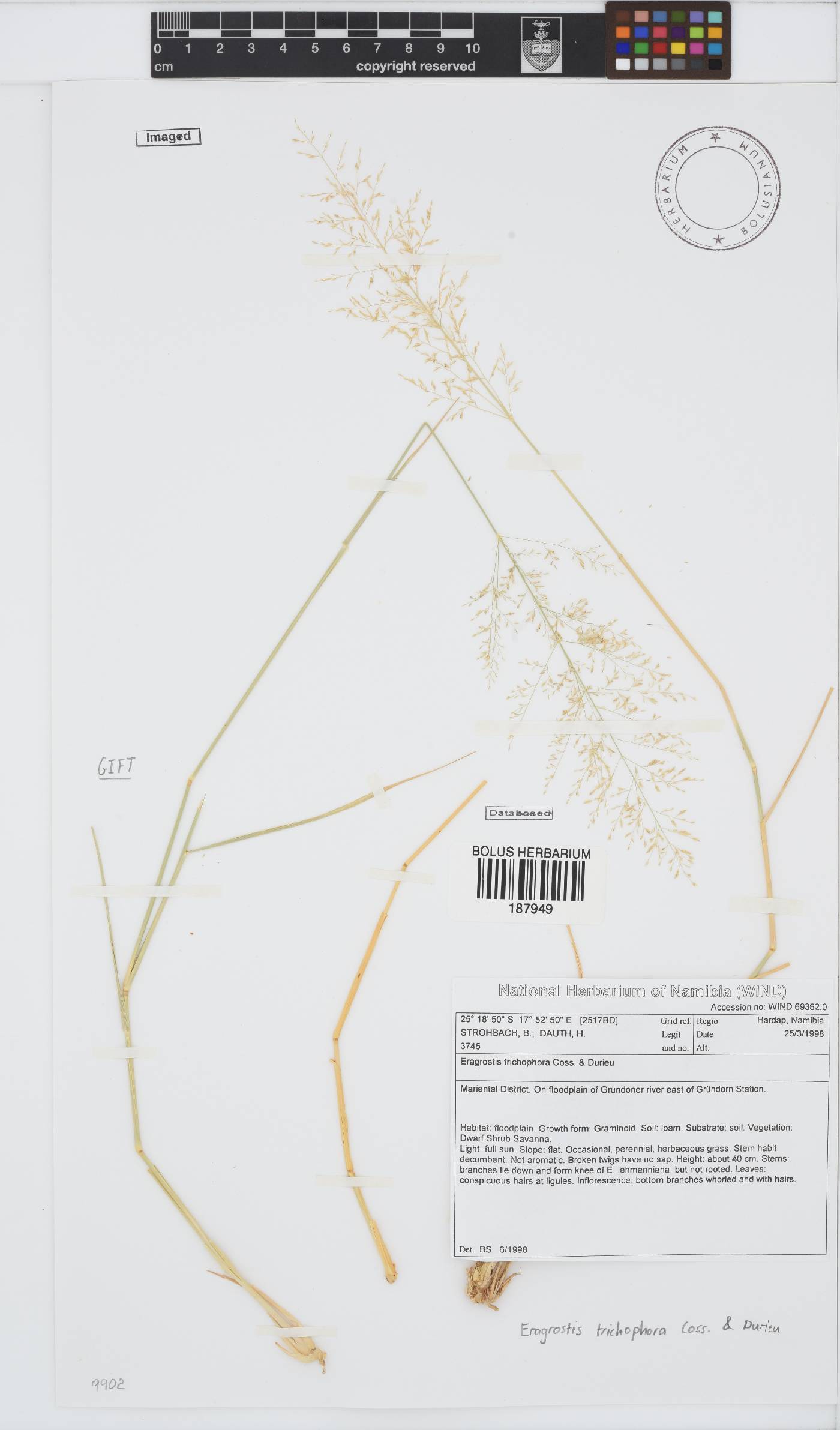 Eragrostis trichophora image
