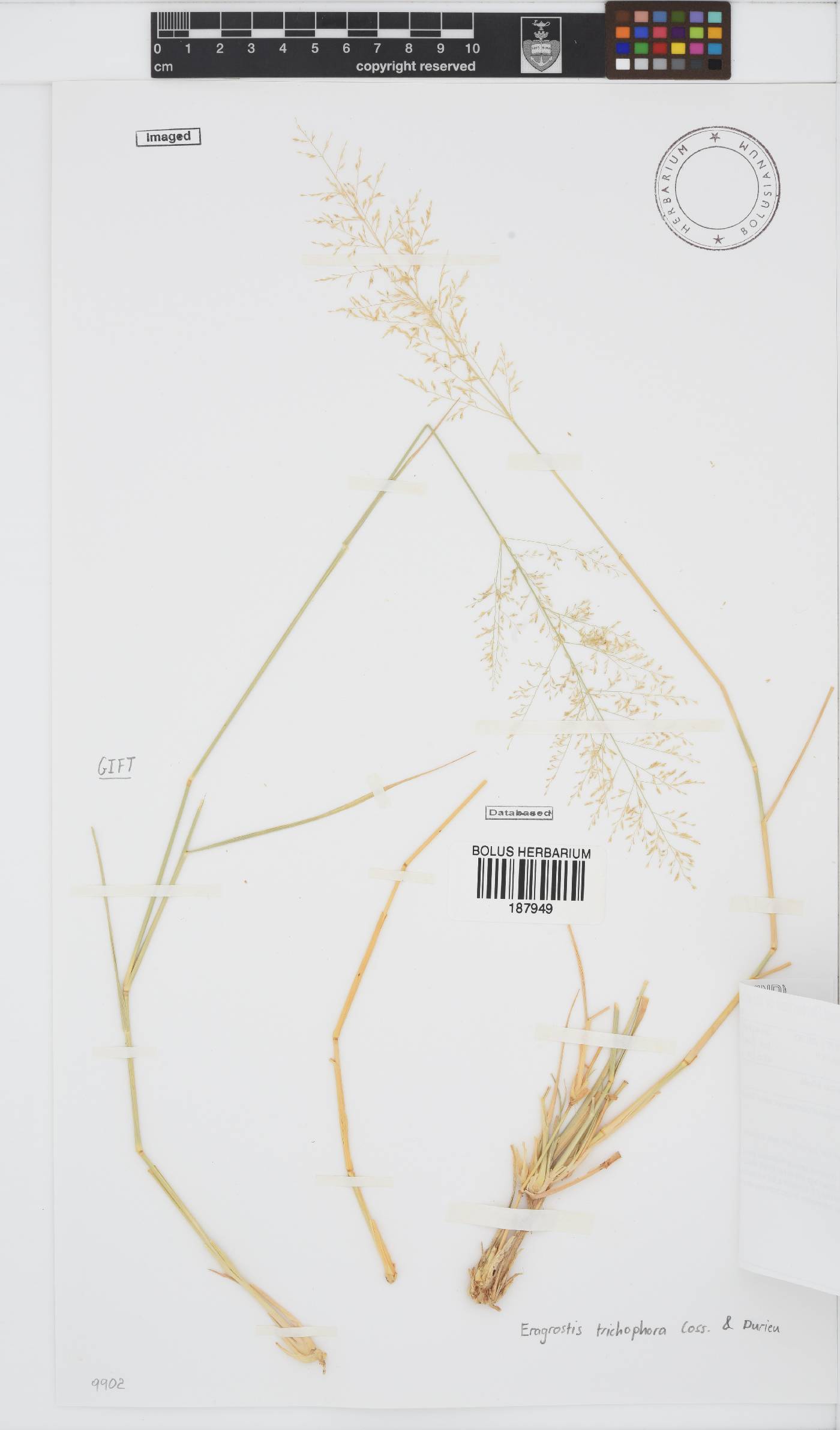 Eragrostis trichophora image