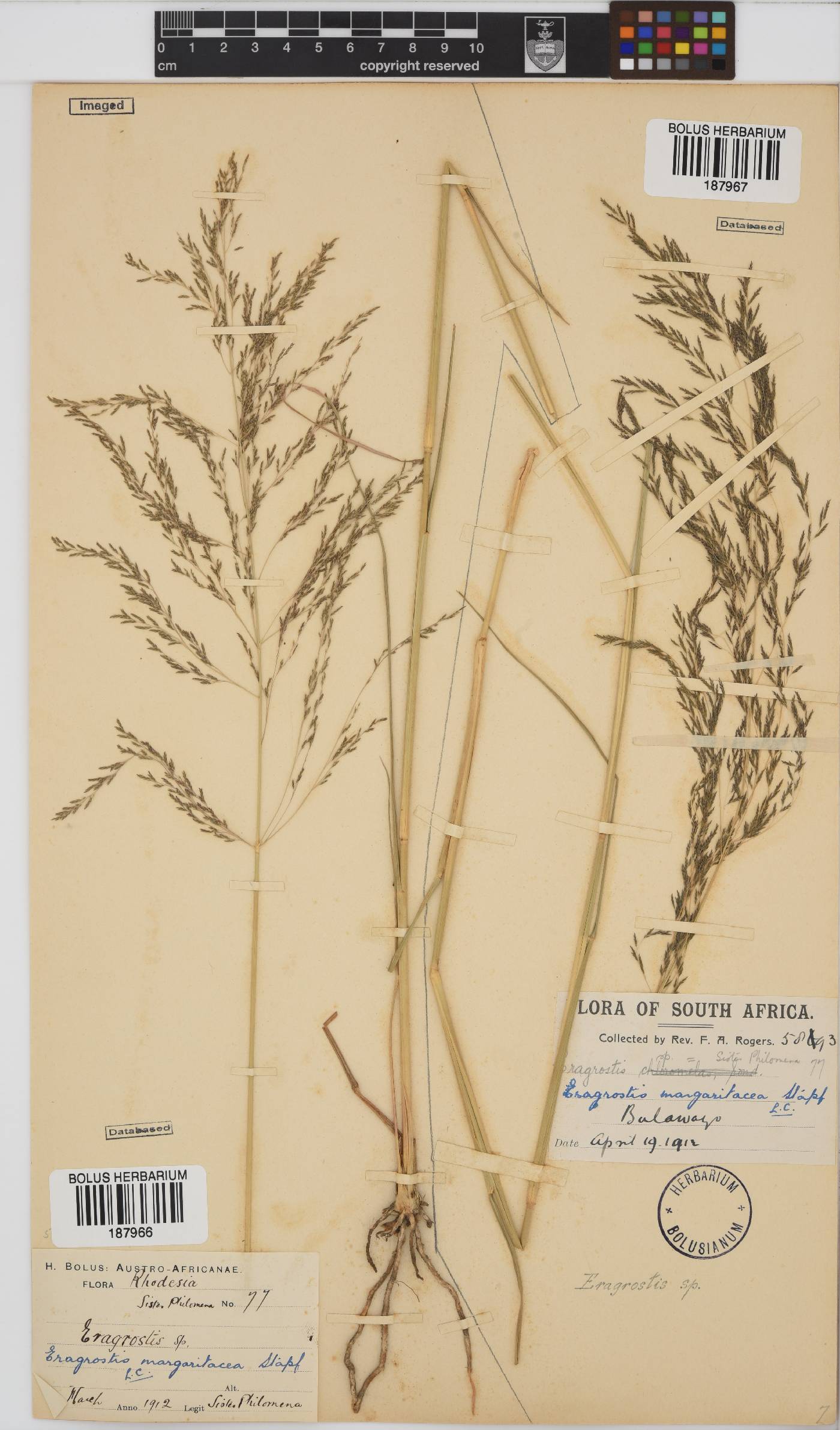 Eragrostis rotifer image