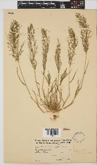 Eragrostis porosa image