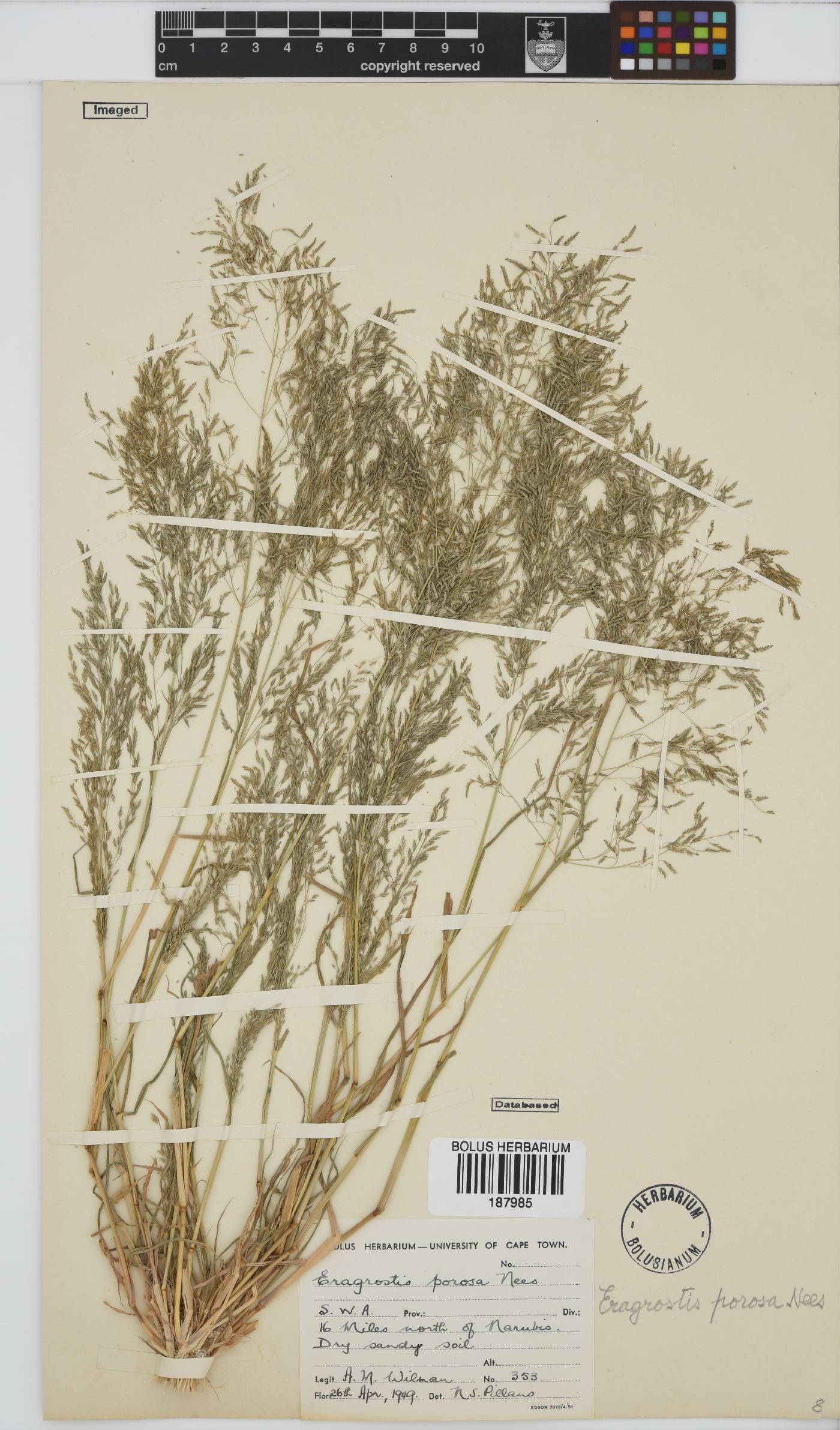 Eragrostis porosa image