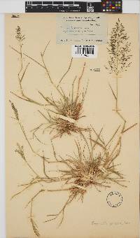 Eragrostis porosa image