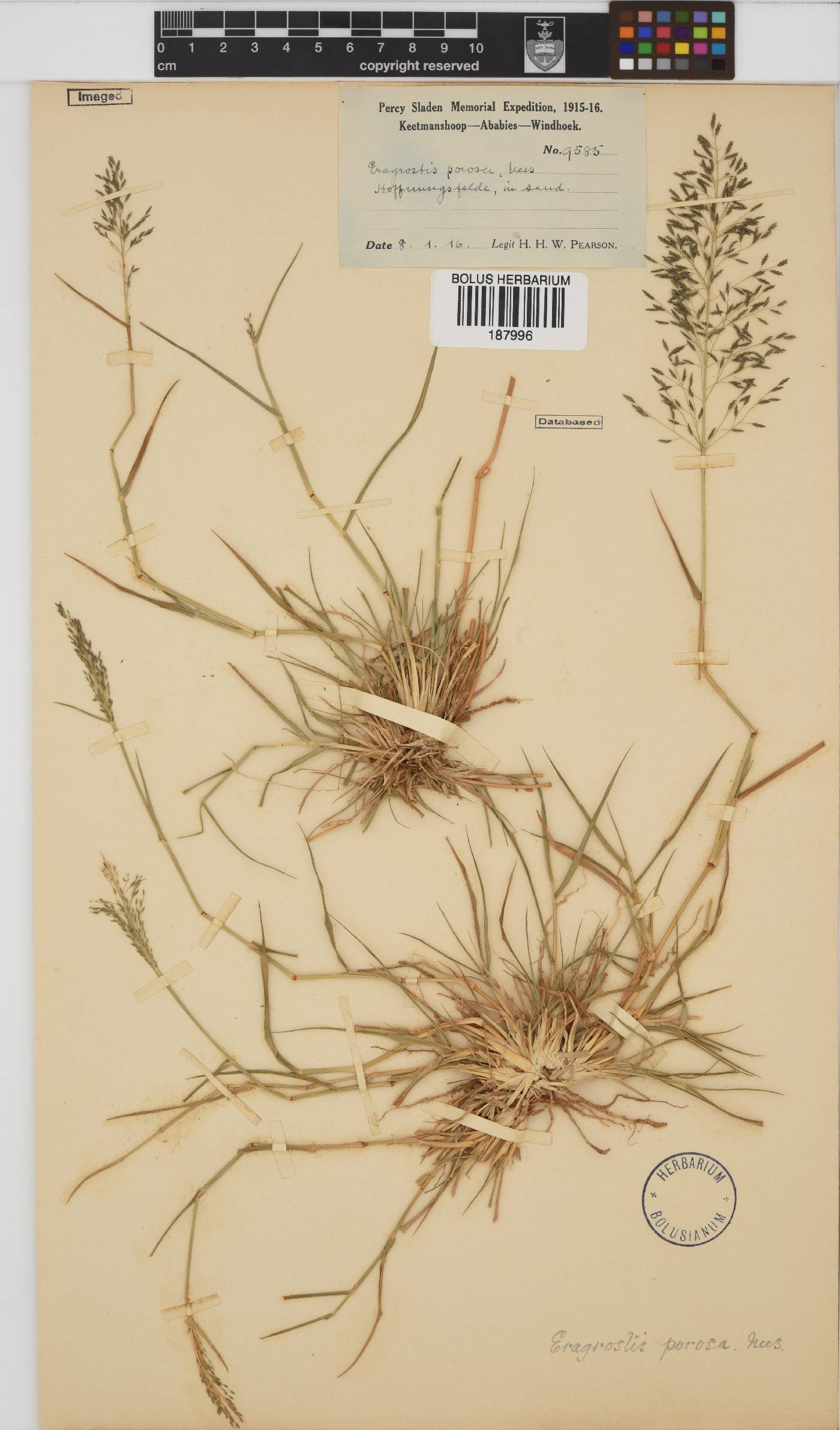 Eragrostis porosa image