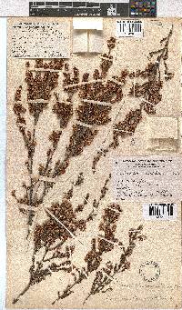 Erica uberiflora image