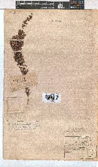 Erica uberiflora image