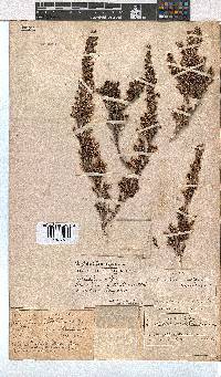 Erica uberiflora image