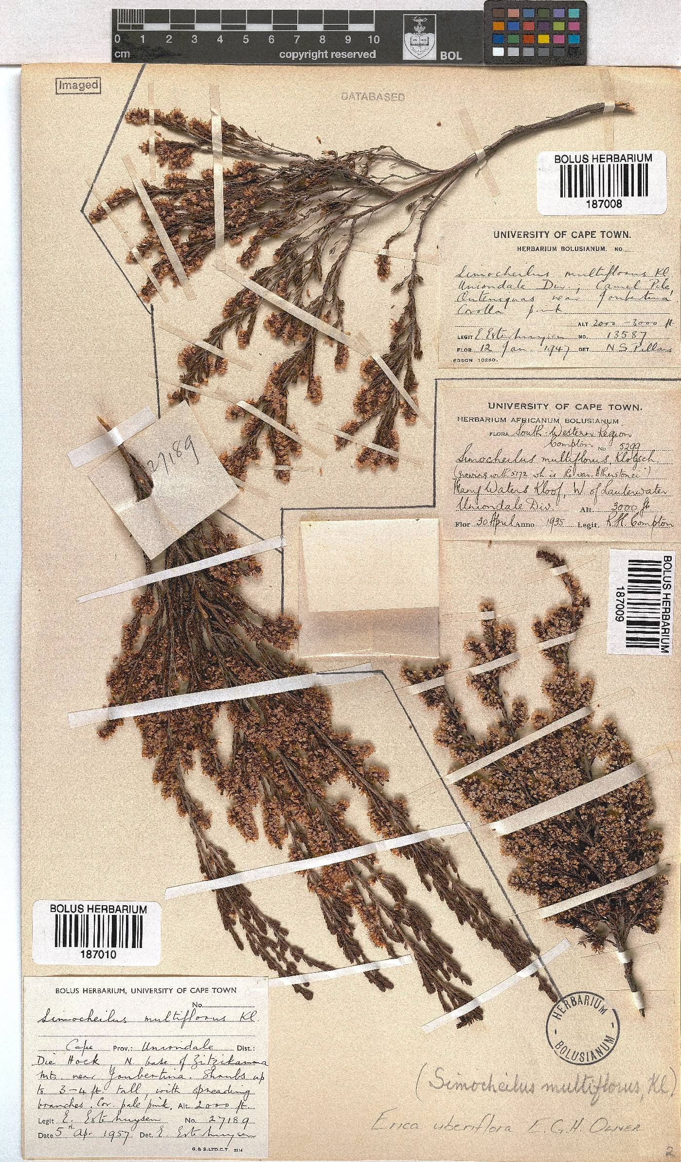 Erica uberiflora image