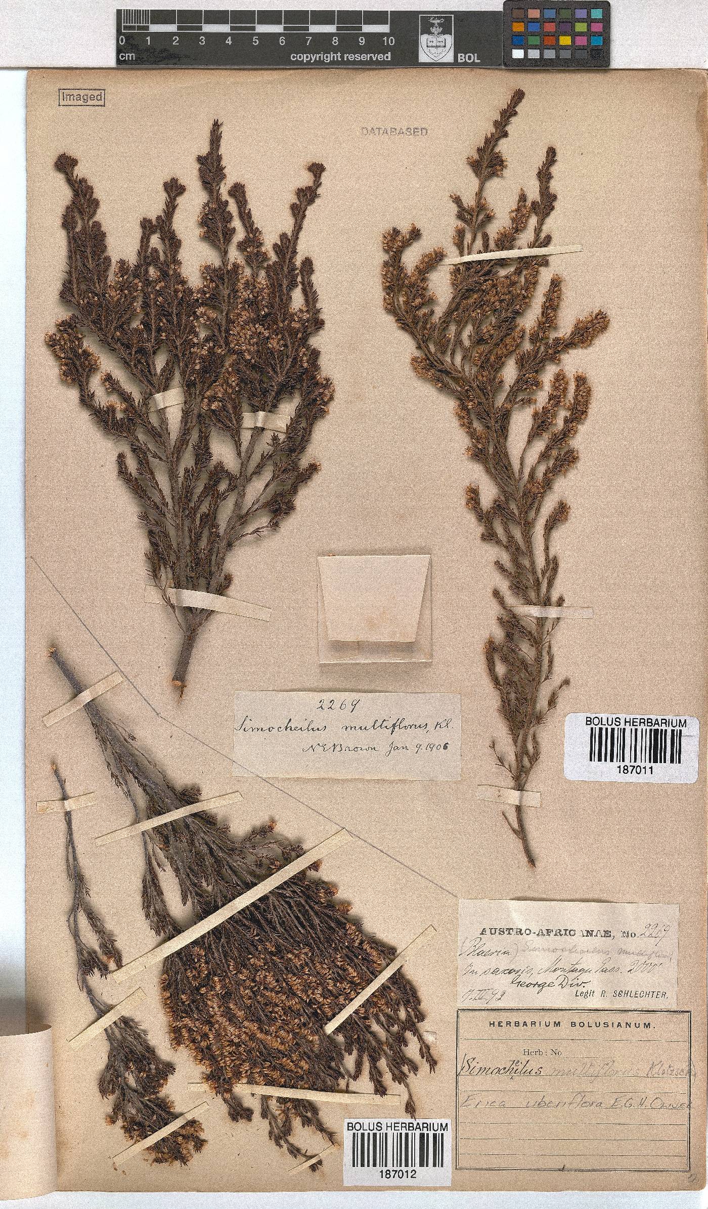 Erica uberiflora image