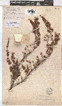 Erica uberiflora image