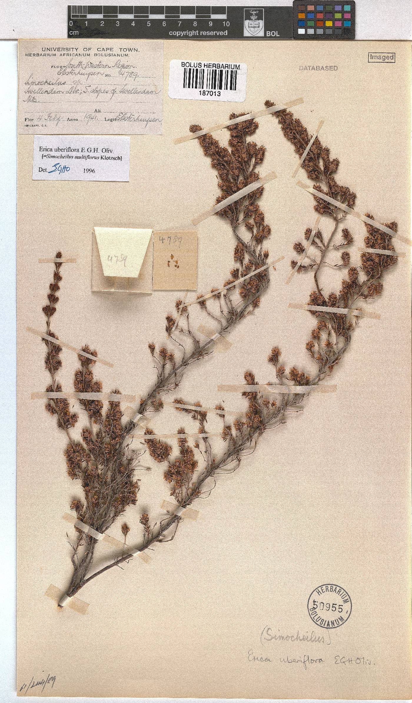 Erica uberiflora image