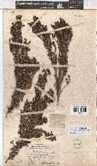 Erica uberiflora image