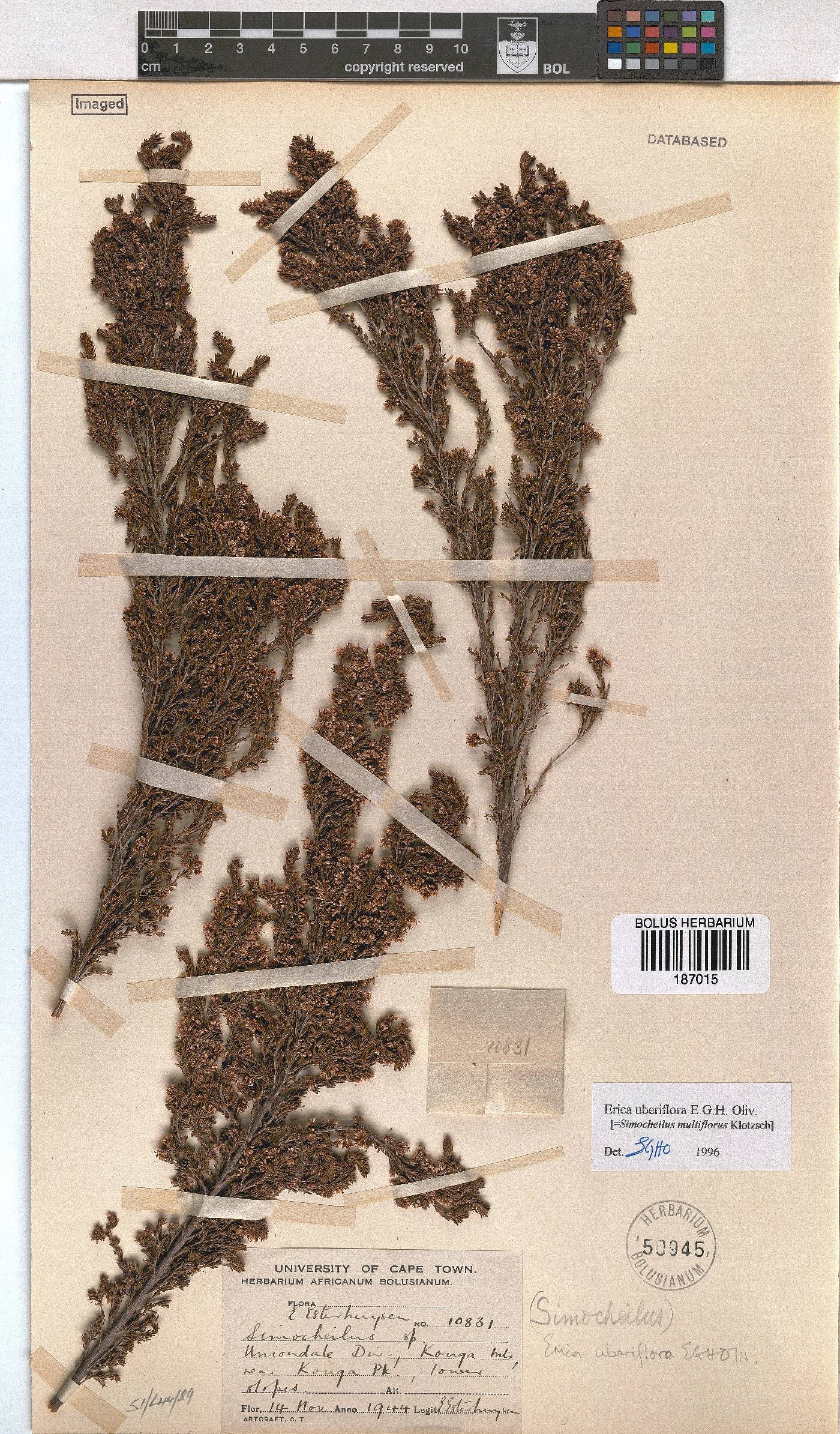 Erica uberiflora image