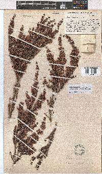 Erica uberiflora image