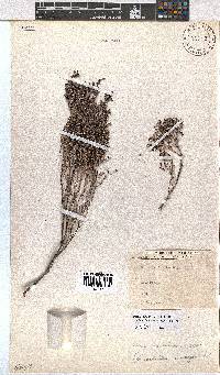 Erica uberiflora image