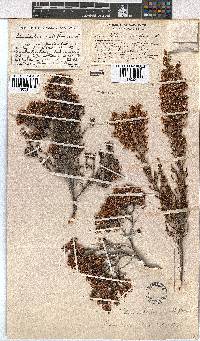 Erica uberiflora image