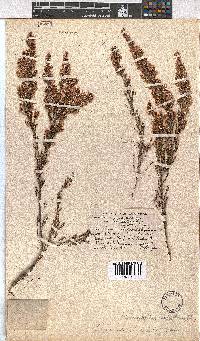 Erica uberiflora image