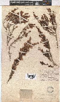 Erica uberiflora image