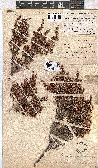 Erica uberiflora image