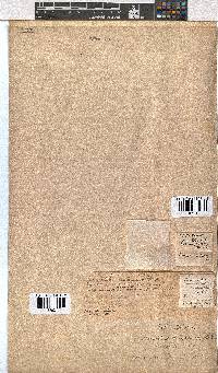 Erica uberiflora image