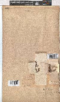 Erica uberiflora image