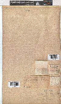 Erica uberiflora image