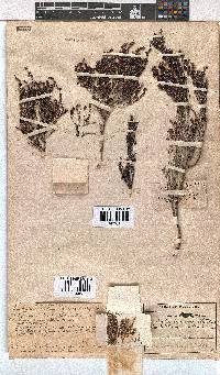 Erica uberiflora image