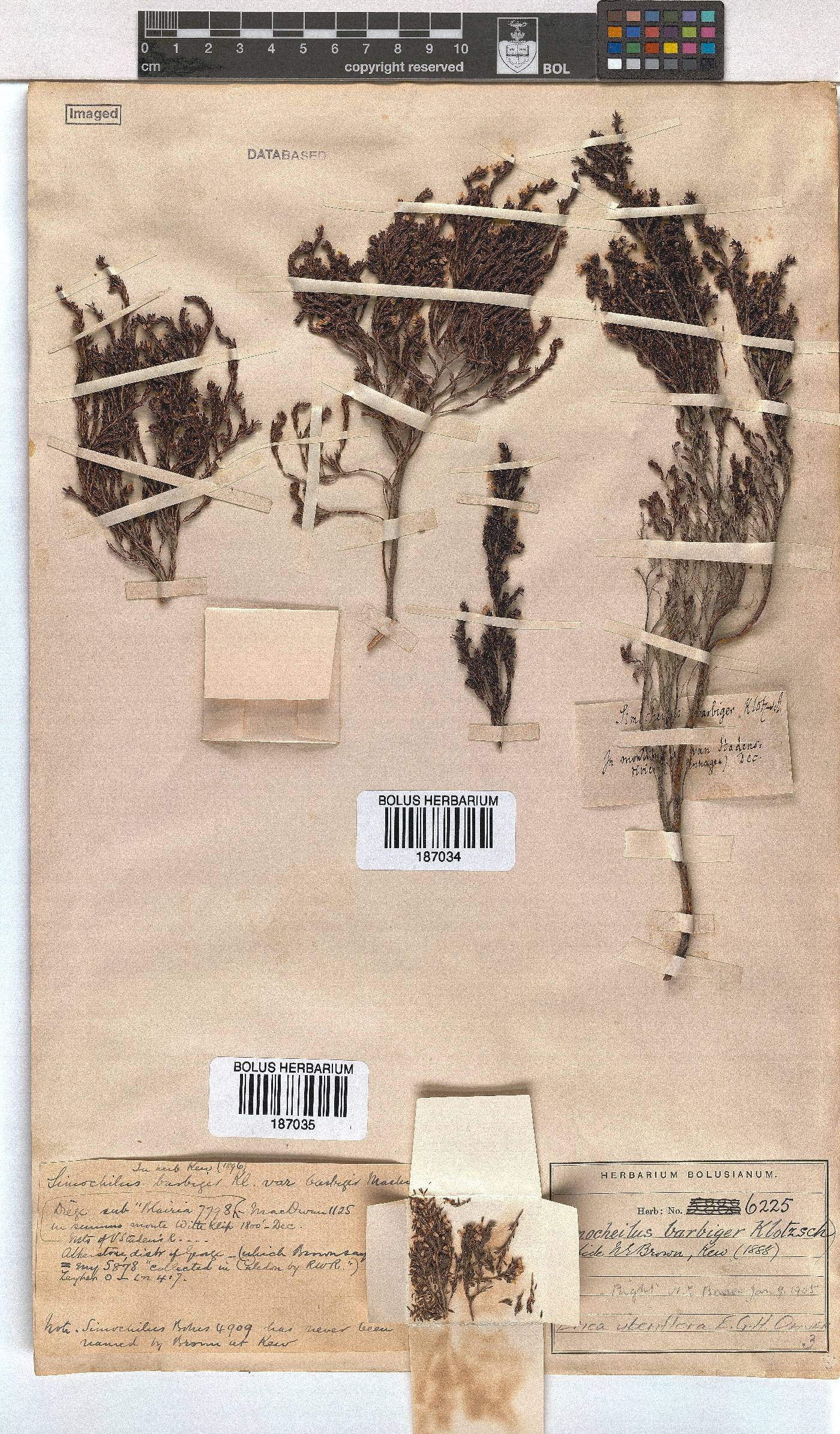 Erica uberiflora image