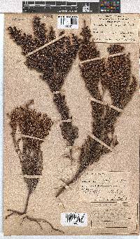 Erica uberiflora image