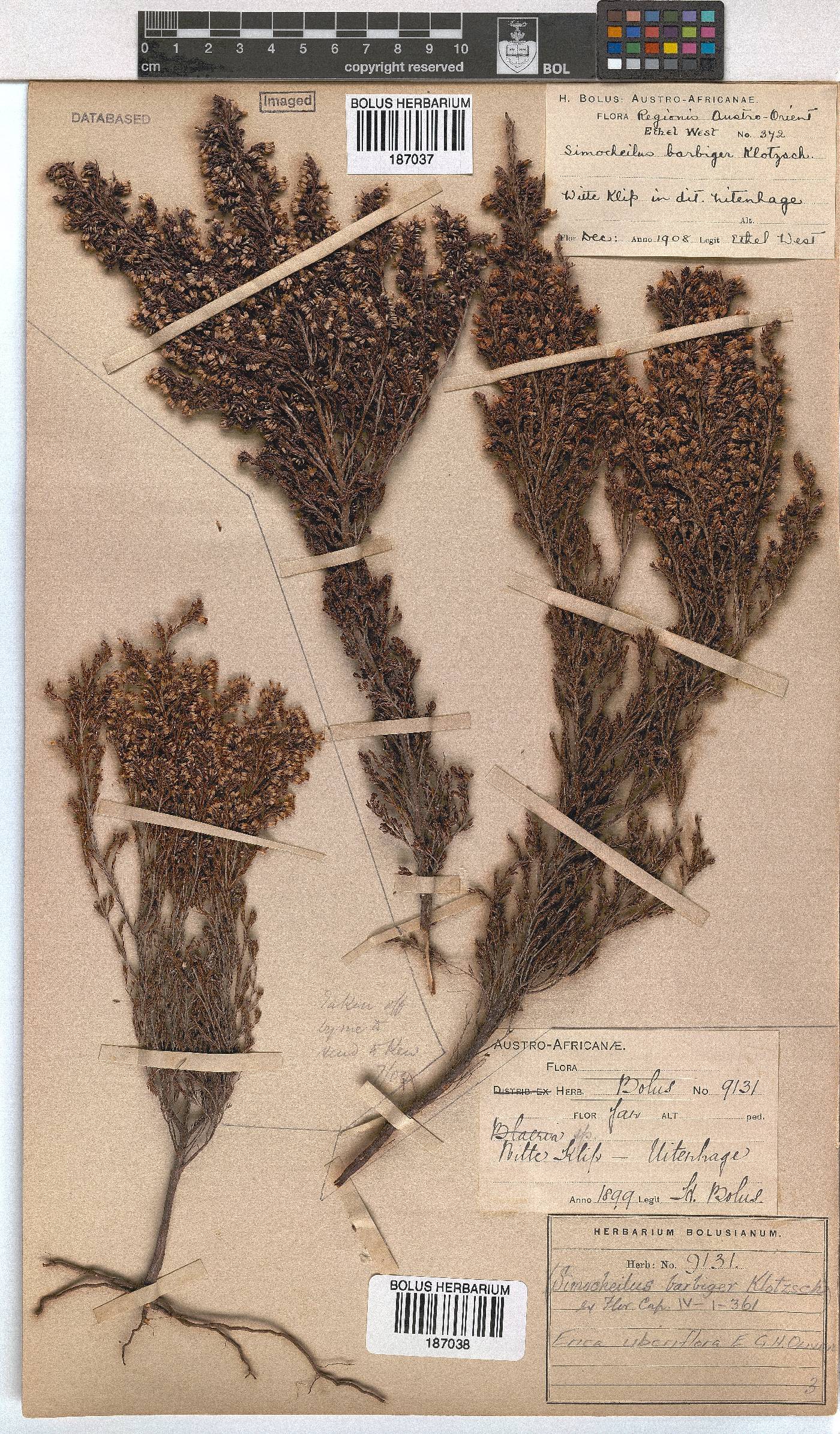 Erica uberiflora image