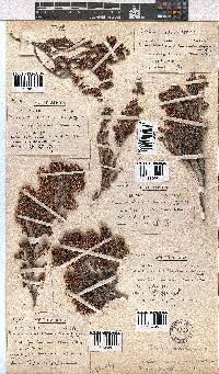 Erica glabella subsp. glabella image