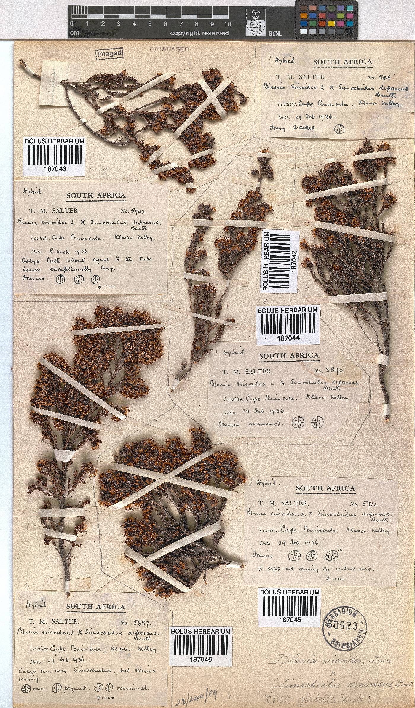 Erica glabella subsp. glabella image