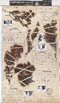 Erica glabella subsp. glabella image