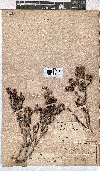 Erica glabella subsp. glabella image