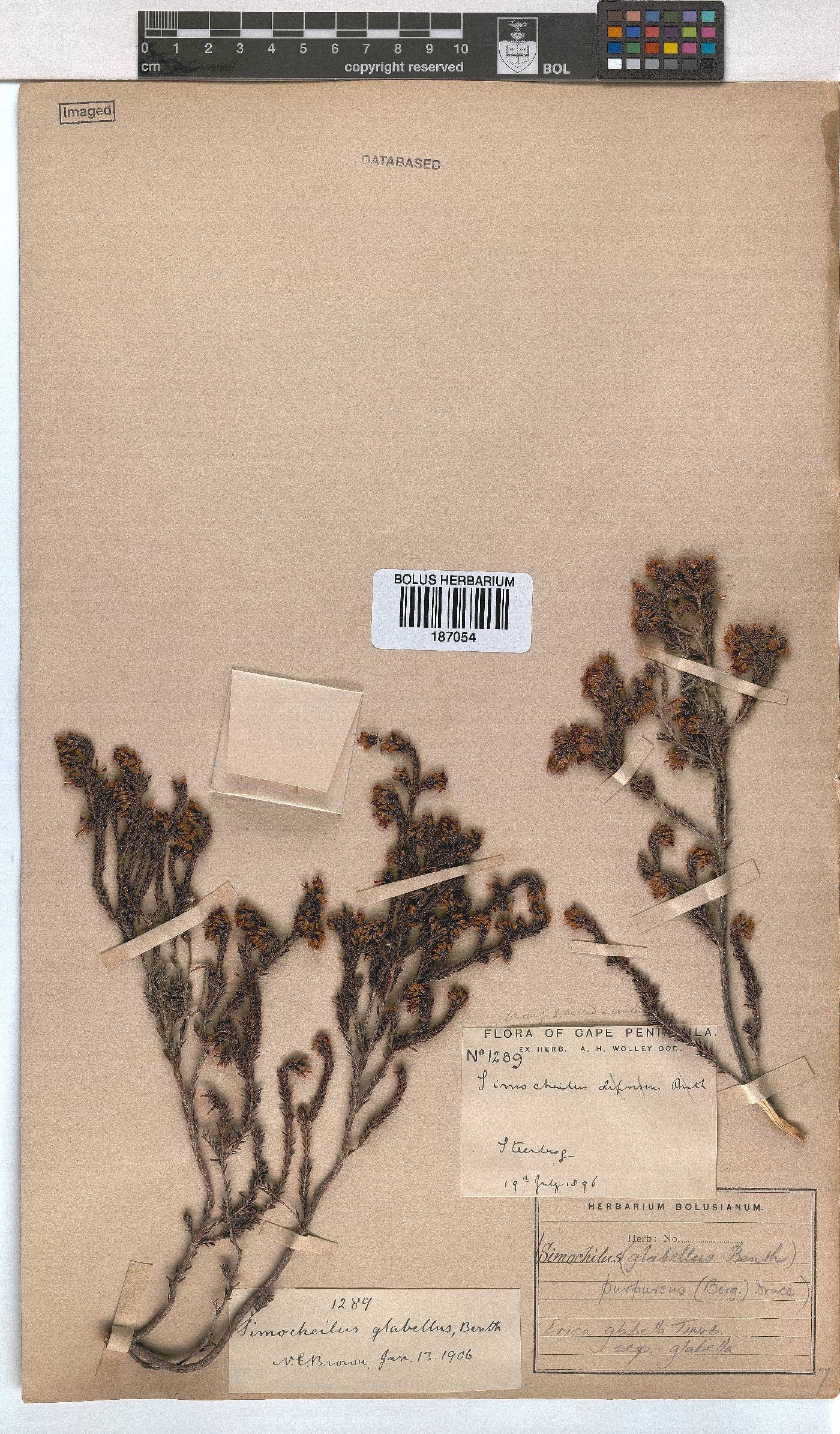 Erica glabella subsp. glabella image