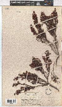 Erica glabella subsp. glabella image