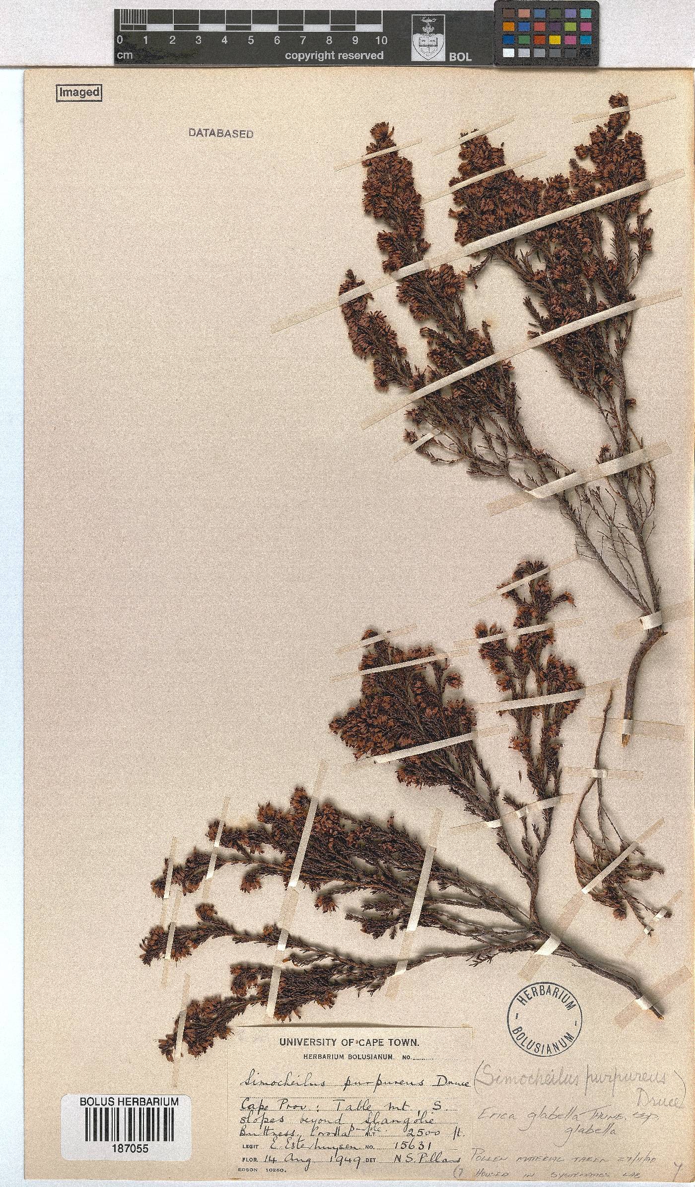 Erica glabella subsp. glabella image