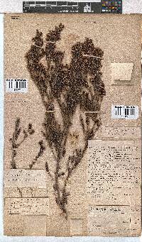 Erica glabella subsp. glabella image