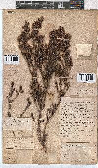 Erica glabella subsp. glabella image