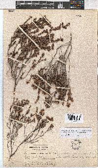 Erica glabella image