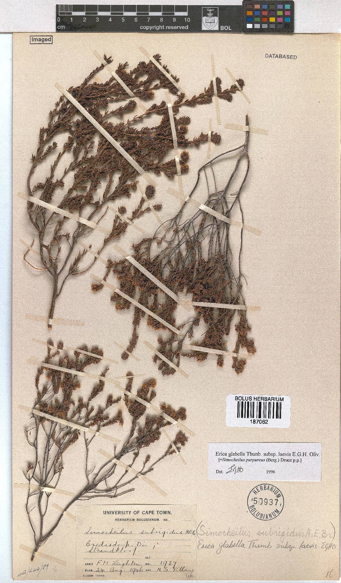 Erica glabella subsp. laevis image